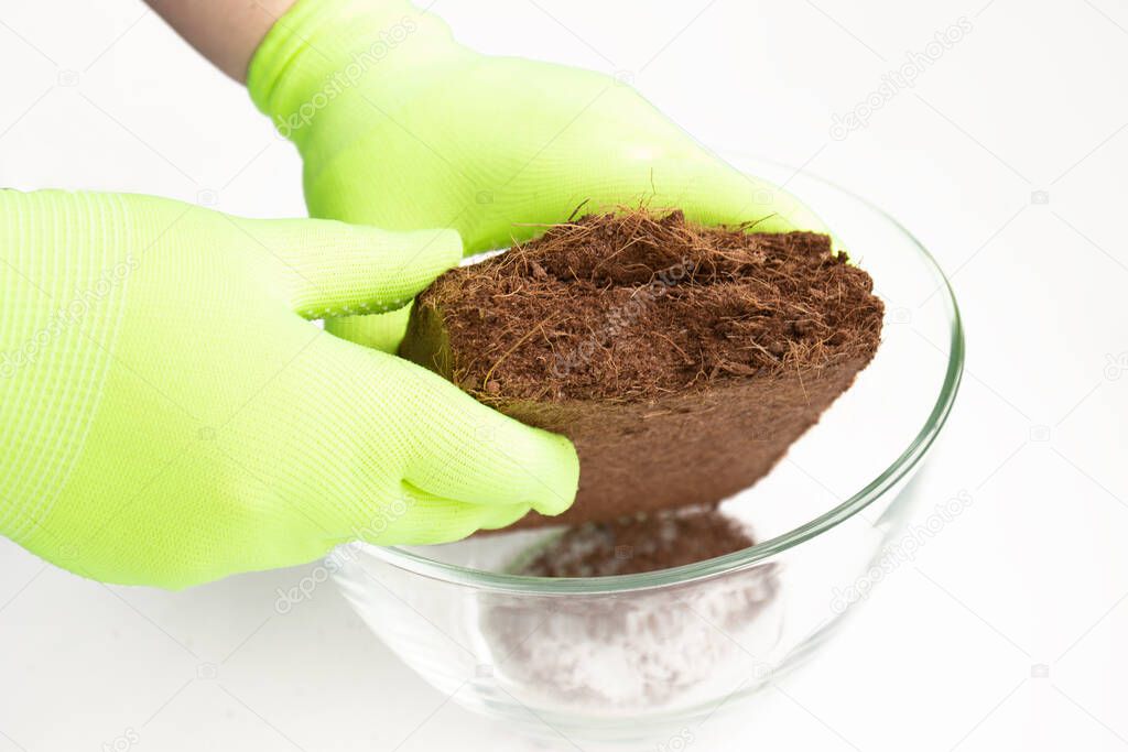 Woman's hands in green gloves put the dry pressed coconut peat briquette into a glass bowl. Coconut substrate is used in agriculture and farming for growing seedlings