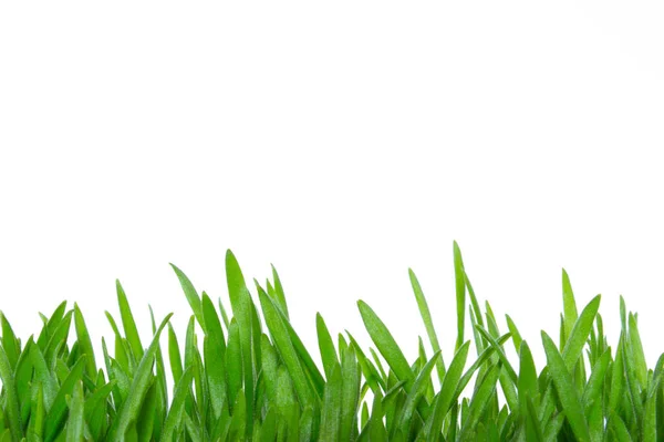 Fresh Green Grass Isolated White Background Copy Space — Stock Photo, Image