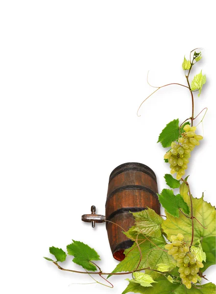 Vines and grapes — Stock Photo, Image
