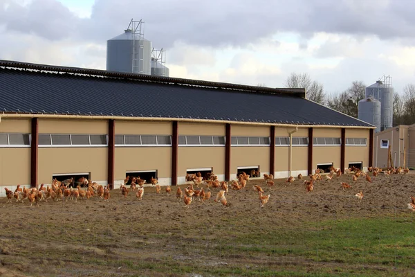 Slepičí farma — Stock fotografie