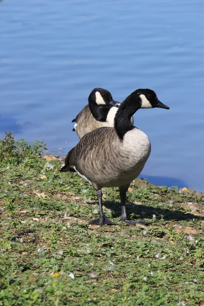 Vilda gässen — Stockfoto