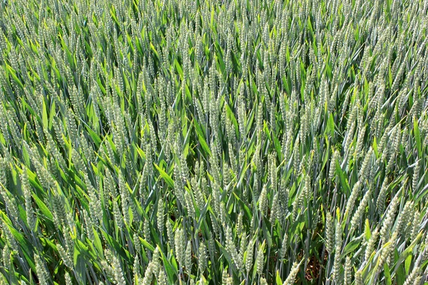 Buğday tarlası — Stok fotoğraf