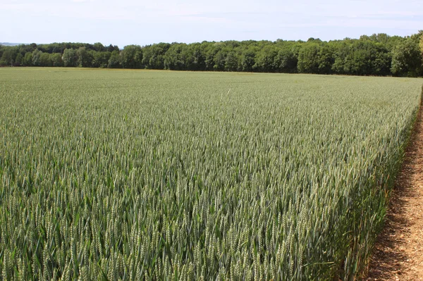 Campo di frumento — Foto Stock