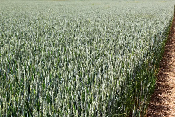 Campo de trigo — Fotografia de Stock