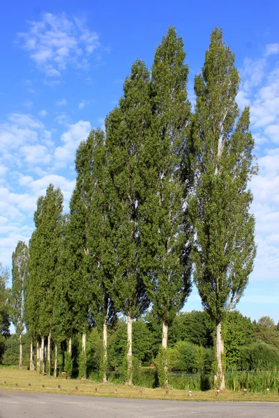 Bäume in einer Reihe — Stockfoto