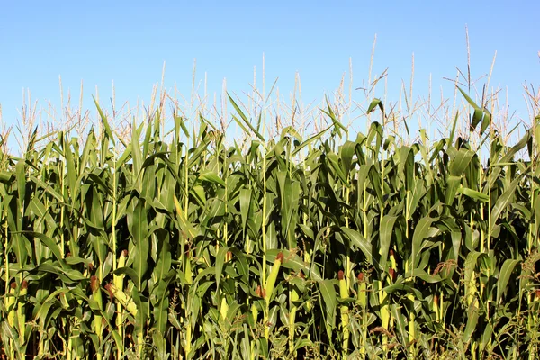 Campo de maíz — Foto de Stock