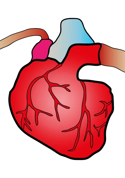 Sistema cardiaco — Vettoriale Stock