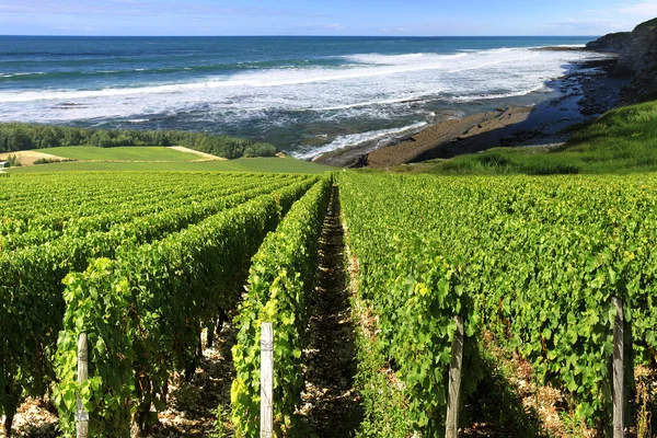 Weinberg am Meer — Stockfoto