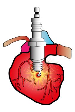 cardiac system clipart