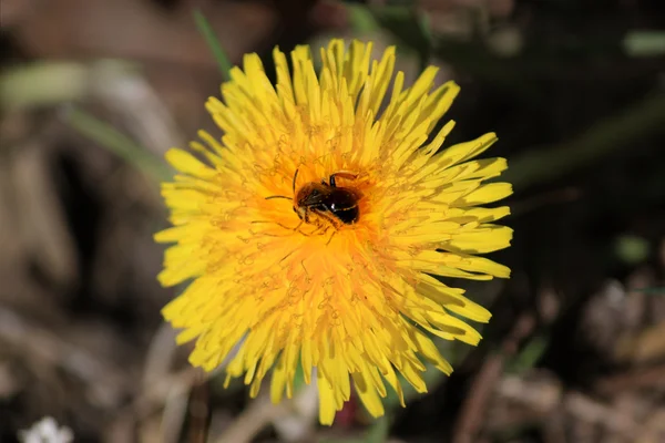 꽃 위에 있는 벌 — 스톡 사진
