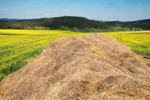 Hay and field — Stock Photo, Image