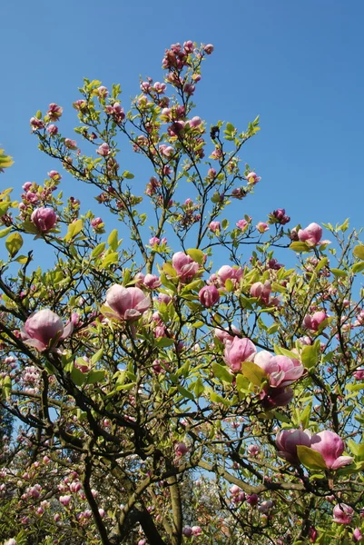 Magnolie Stockbild