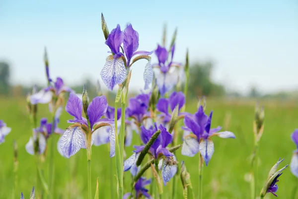 Iris Stockfoto