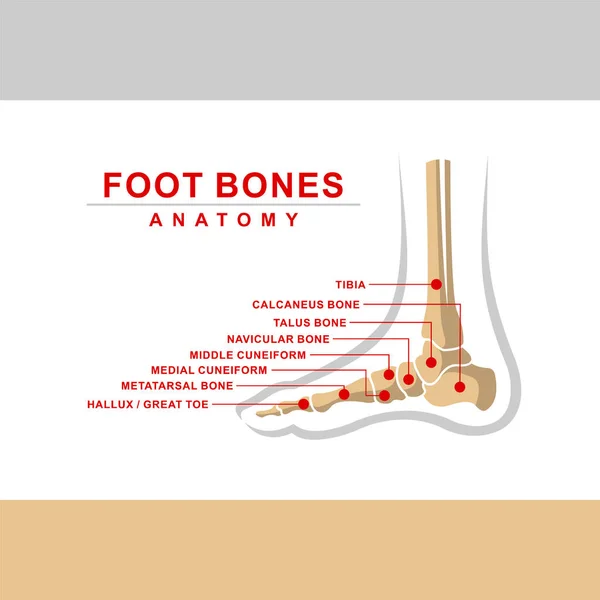 Anatomia Kości Stóp Wektor Kości Stóp — Wektor stockowy
