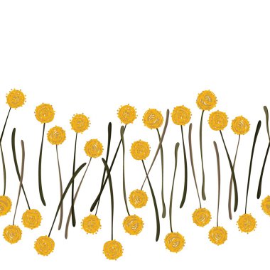 rommelig billy ballen craspedia mooie gele bloemen op witte achtergrond Botanische naadloze horizontale rand