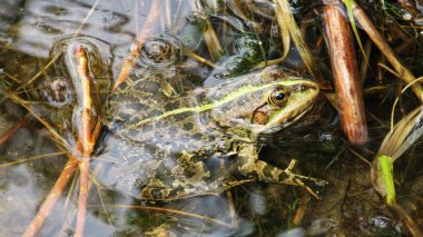 Sudaki yeşil kurbağa