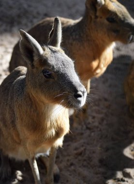 İki Mara sonbahar güneşinin tadını çıkarıyor.