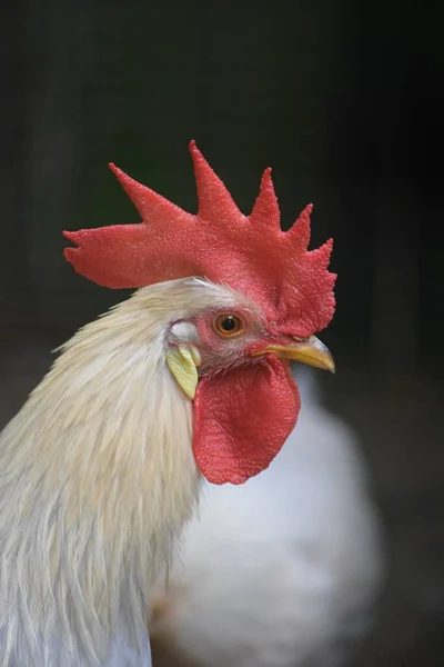 Leghorn Rootster Halkına Göz Kulak Olur — Stok fotoğraf