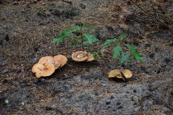 带有蘑菇的橡木苗圃 — 图库照片