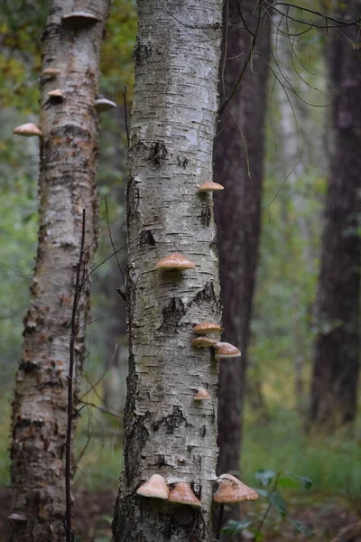 Árboles Abedul Que Están Inusualmente Infestados Hongos — Foto de Stock