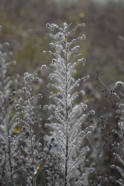 Καναδικό Fleabane Ξηρές Συνθήκες — Φωτογραφία Αρχείου