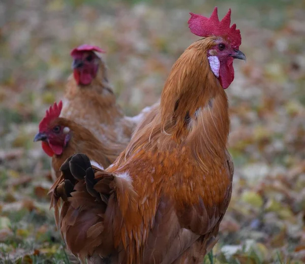 Einige Landhühner Spazieren Herbstlichen Laub — Stockfoto