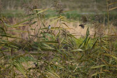 Ağaç serçeleri bölgelerini keşfediyorlar.