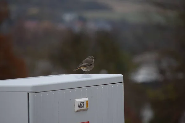 Черный Redstart Распределительной Коробке Power — стоковое фото