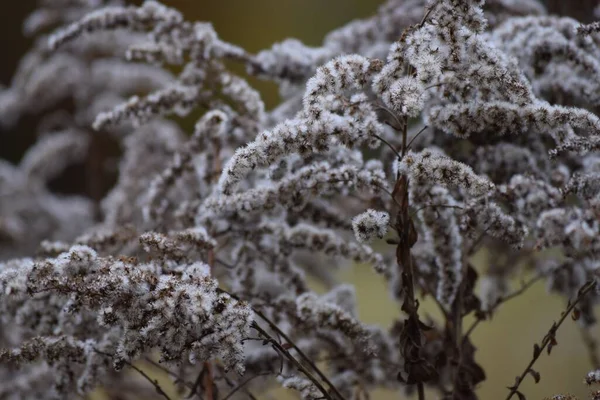 Białe Głowice Nasion Goldenrod — Zdjęcie stockowe