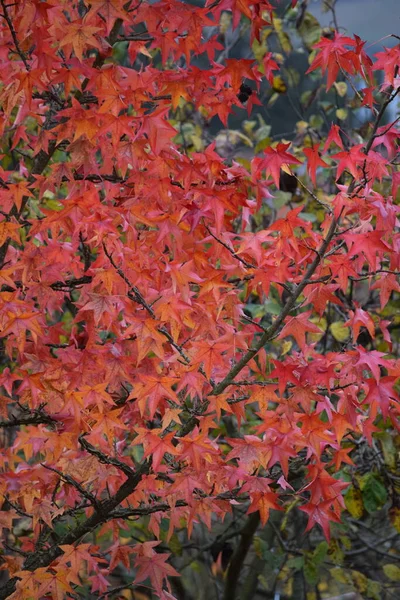 Hojas Color Rojo Oscuro Del Ámbar Otoño —  Fotos de Stock