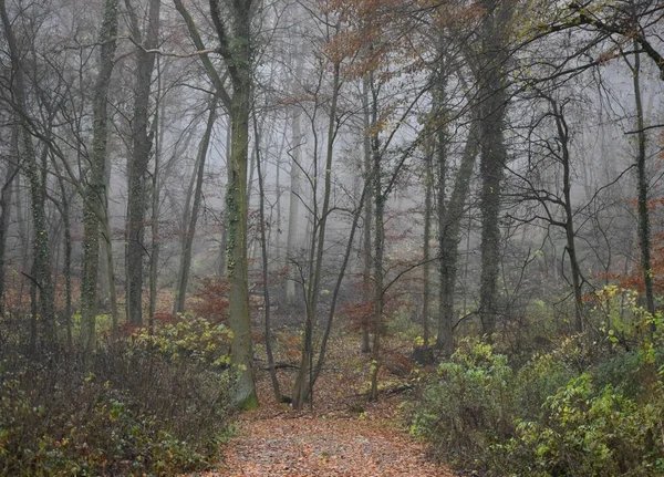 Abrupt End Forest Path — Stock Photo, Image