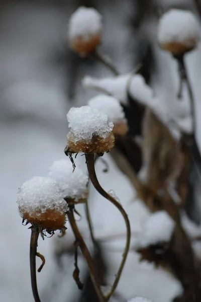 Sleet Sul Chiosco Frutta Invernale Alant — Foto Stock