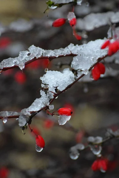 雨滴落在白雪覆盖的桑树上 — 图库照片
