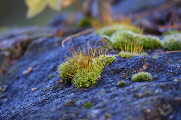 Moss Florescendo Uma Pedra — Fotografia de Stock