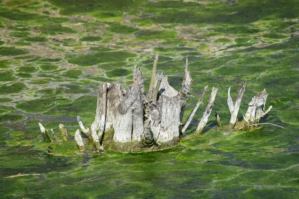 Algae Surround Willow Stump — Stock Photo, Image