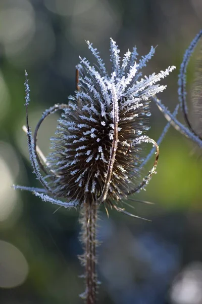 Prickly Στέμμα Hoarfrost Στο Teasel — Φωτογραφία Αρχείου