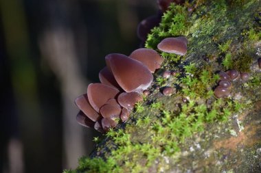 Hala oldukça küçük Yaşlı üzerinde tahta kulaklar