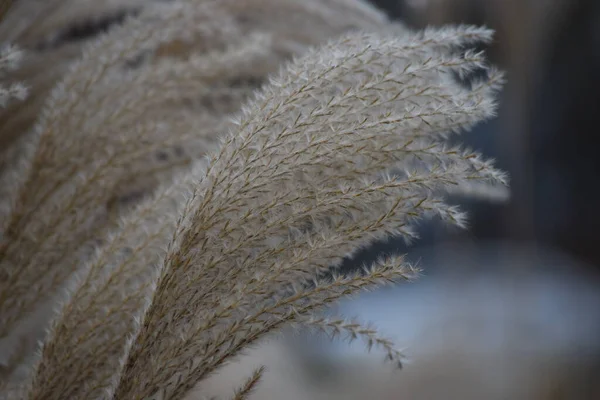 Fine Ears Chinese Silver Winter — Foto Stock