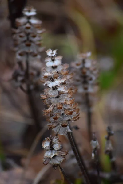 Woundwort Dry Season Winter —  Fotos de Stock