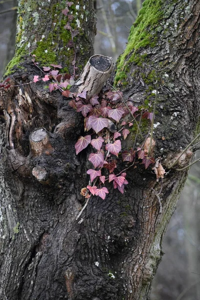 Winter Red Leaves Ivy — 图库照片