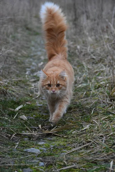 Main Coon Cat Makes Its First Outing — Fotografia de Stock