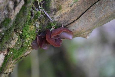 Yehuda kulak çok yaşlı bir Elder
