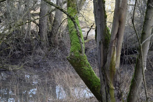Mchy Kochają Pnie Drzew Wilgotnych Obszarach — Zdjęcie stockowe