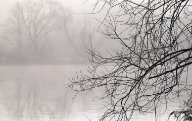 Çıplak dallar sisli araziye doğru uzanıyor.