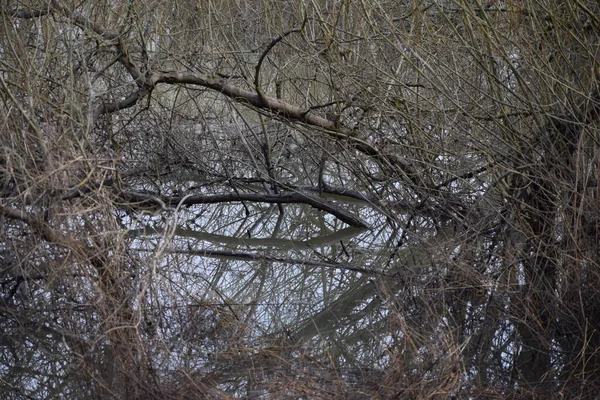 Bomen Bedekt Met Modder Nadat Tide Gevallen — Stockfoto