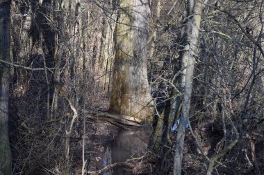 Bir akarsu viraj yapar çünkü yolda bir ağaç vardır.