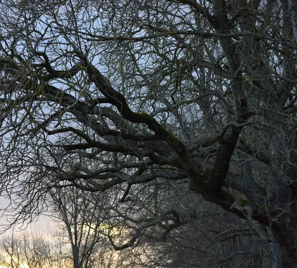 枝を広げる大きな古い栗の木 — ストック写真