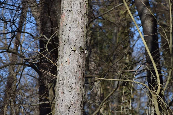 Une Treecreeper Vérifie Aptitude Nidification Trou Branche — Photo