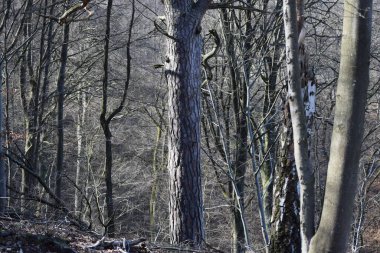Görkemli bir çam ağacı diğer tüm ağaçları yaşlı gösterir.