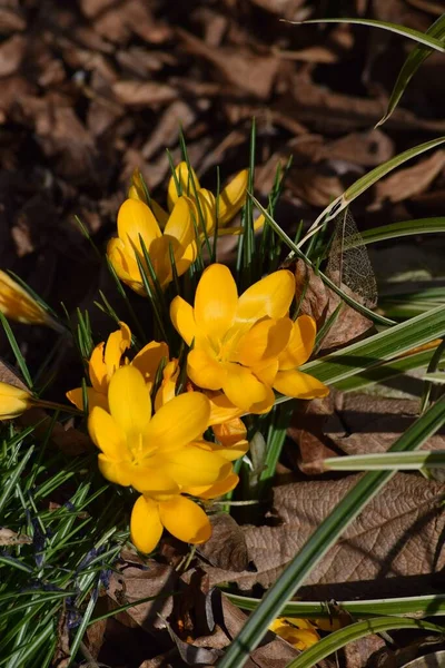 Gold Crocus Shimmers Morning Light — Stock Photo, Image